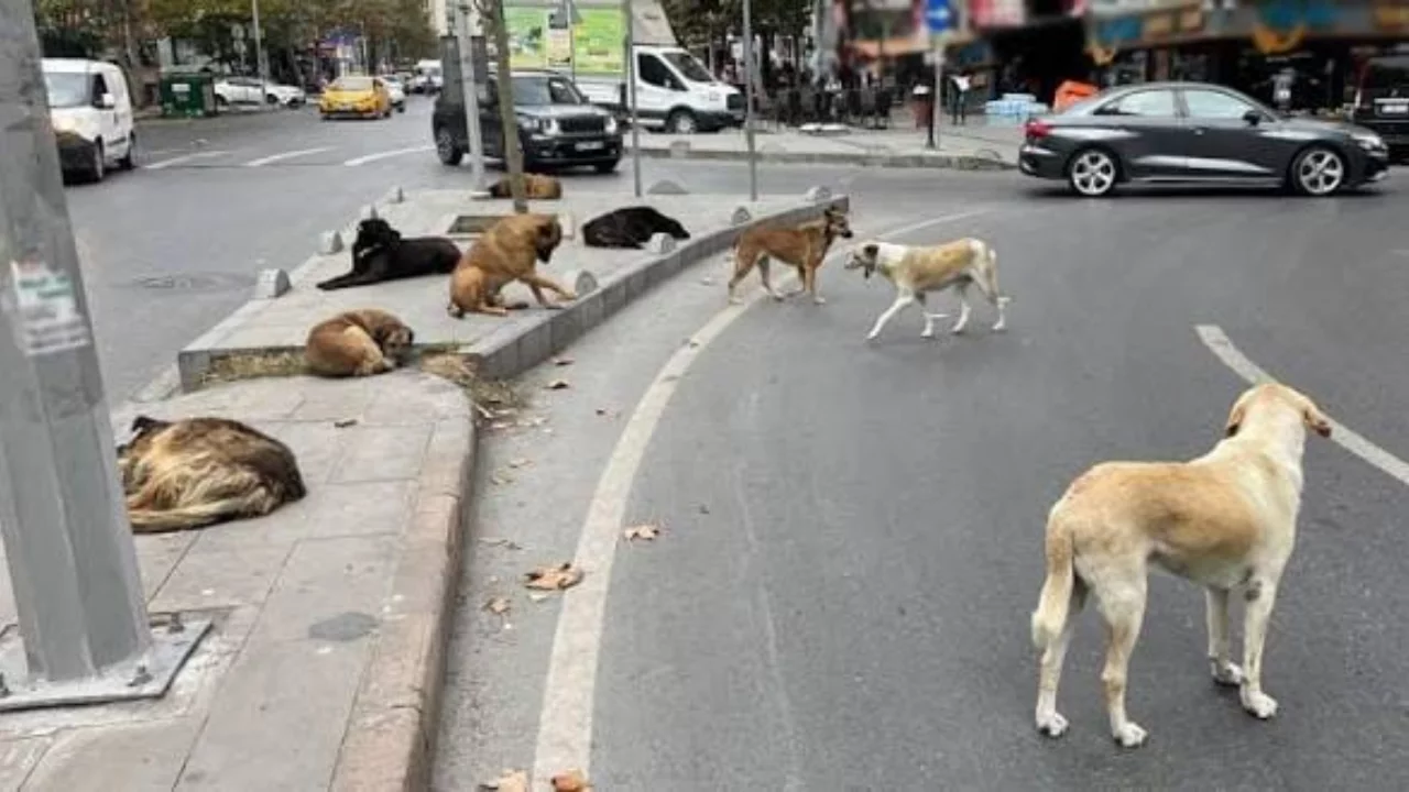 Bursa'da kaldırımda yürürken köpeklerin saldırısına uğradı!
