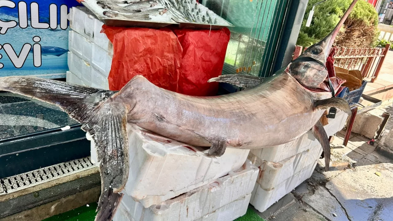 Ankara'da Tezgaha Çıktı! 60 Kiloluk Kılıç Balığını Görenler Fotoğraf Çektirmek İçin Yarıştı 