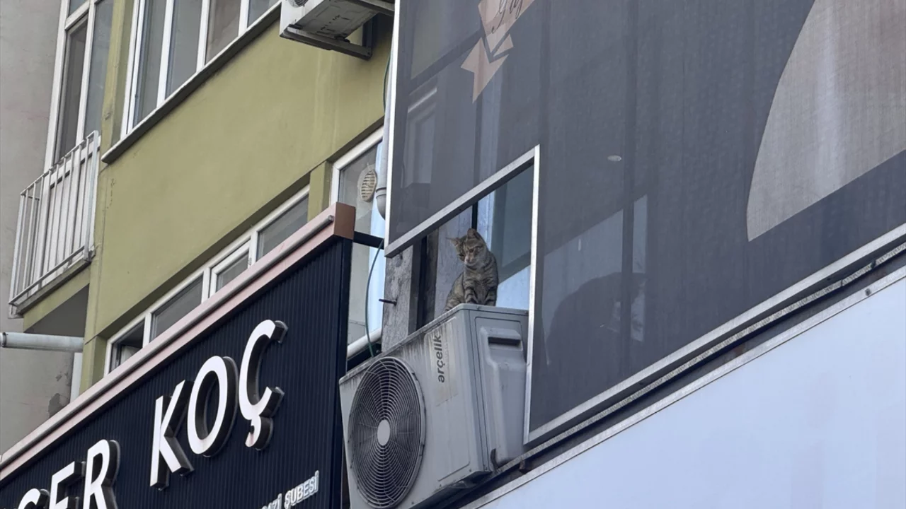 Bursa'da kedi kurtarma girişimi k&ouml;t&uuml; bitti! Hayati tehlikesi var