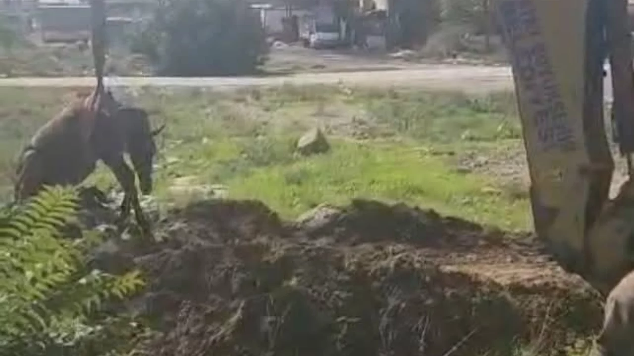 Kuyuya düşen at kurtarıldı