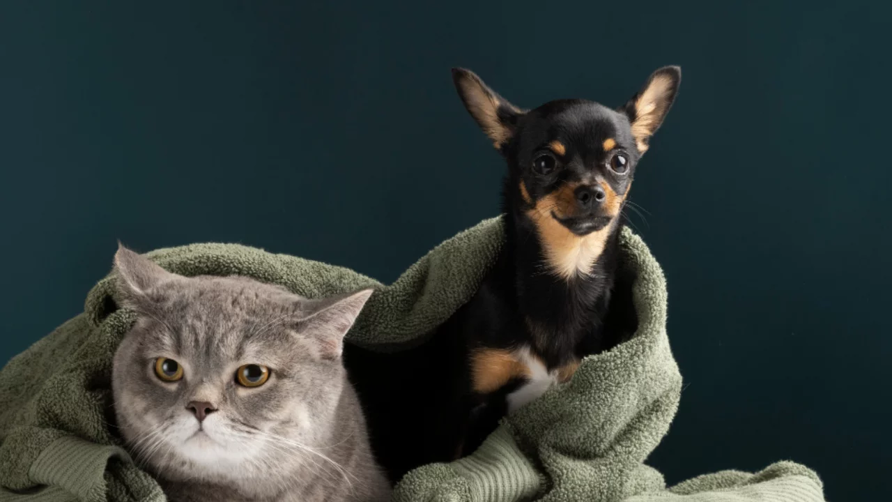 2026'da T&uuml;rkiye'de En Pop&uuml;ler Kedi ve K&ouml;pek İsimleri: Mia, Duman, Pamuk ve Tar&ccedil;ın &Ouml;ne &Ccedil;ıkıyor