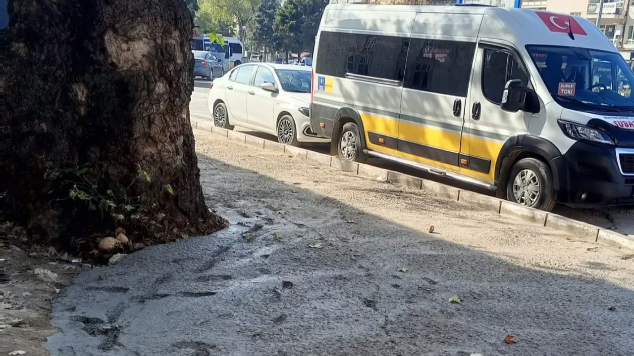 Bursa'da ağa&ccedil;ların dibine kadar beton d&ouml;k&uuml;ld&uuml;! Vatandaşlardan tepki...