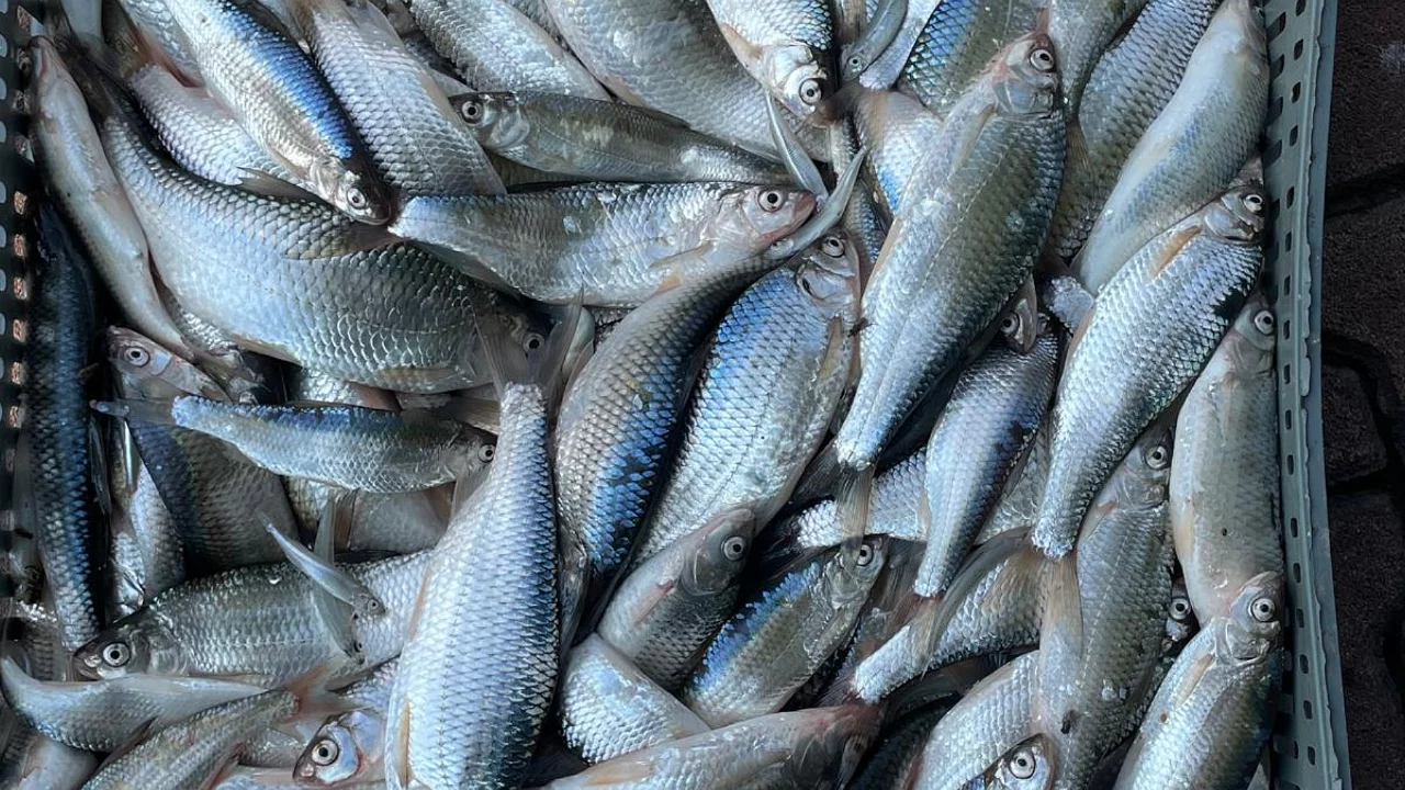 Bursa'da balık bereketi! Ağlar dolup taşıyor...