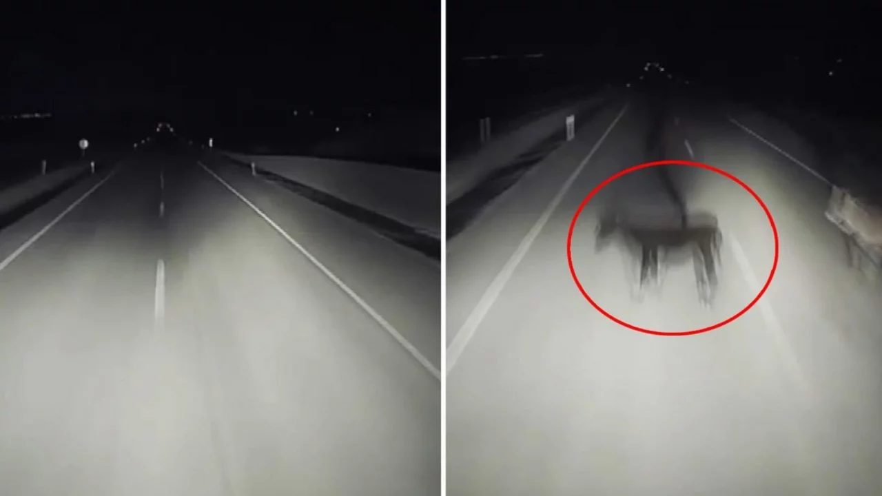 Görüntü Türkiye'den! Gecenin karanlığında dehşete düşüren olay