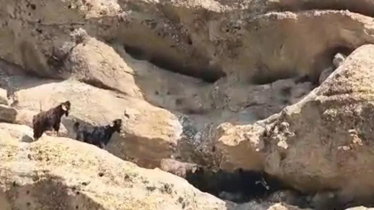 Tunceli'de 70 metre yükseklikte mahsur kalan keçiler için seferber oldular!