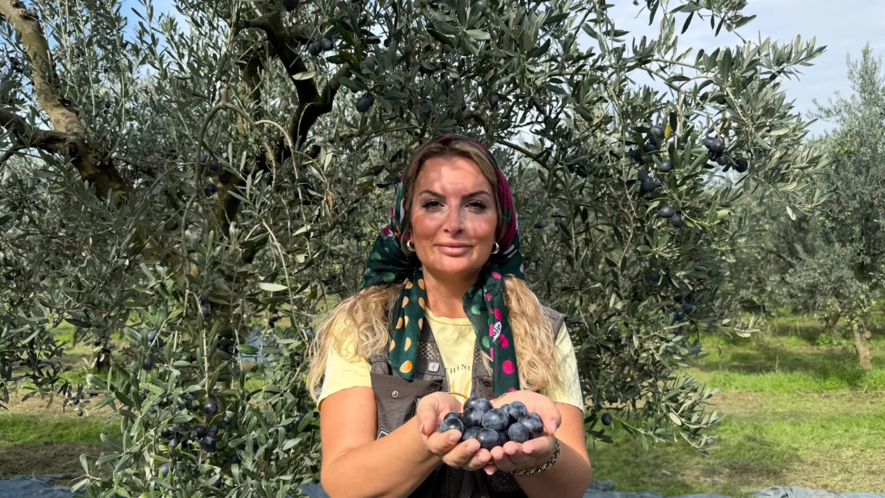 Berna İl'den zeytin &uuml;reticileri i&ccedil;in destek &ccedil;ağrısı