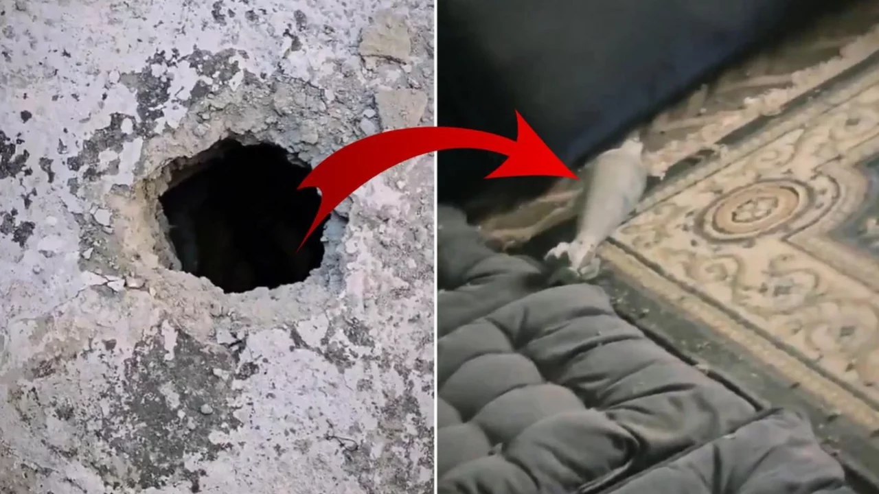 Duvarı delip halının &uuml;zerine d&uuml;şt&uuml;! Evdekiler resmen kabusu yaşadı