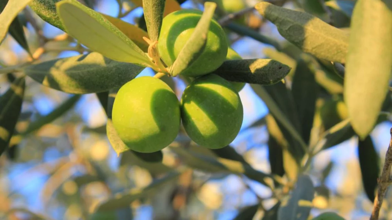Bursa'da zeytin üreticisinin gözü bu rakamda! Maliyet hesabı açıklandı
