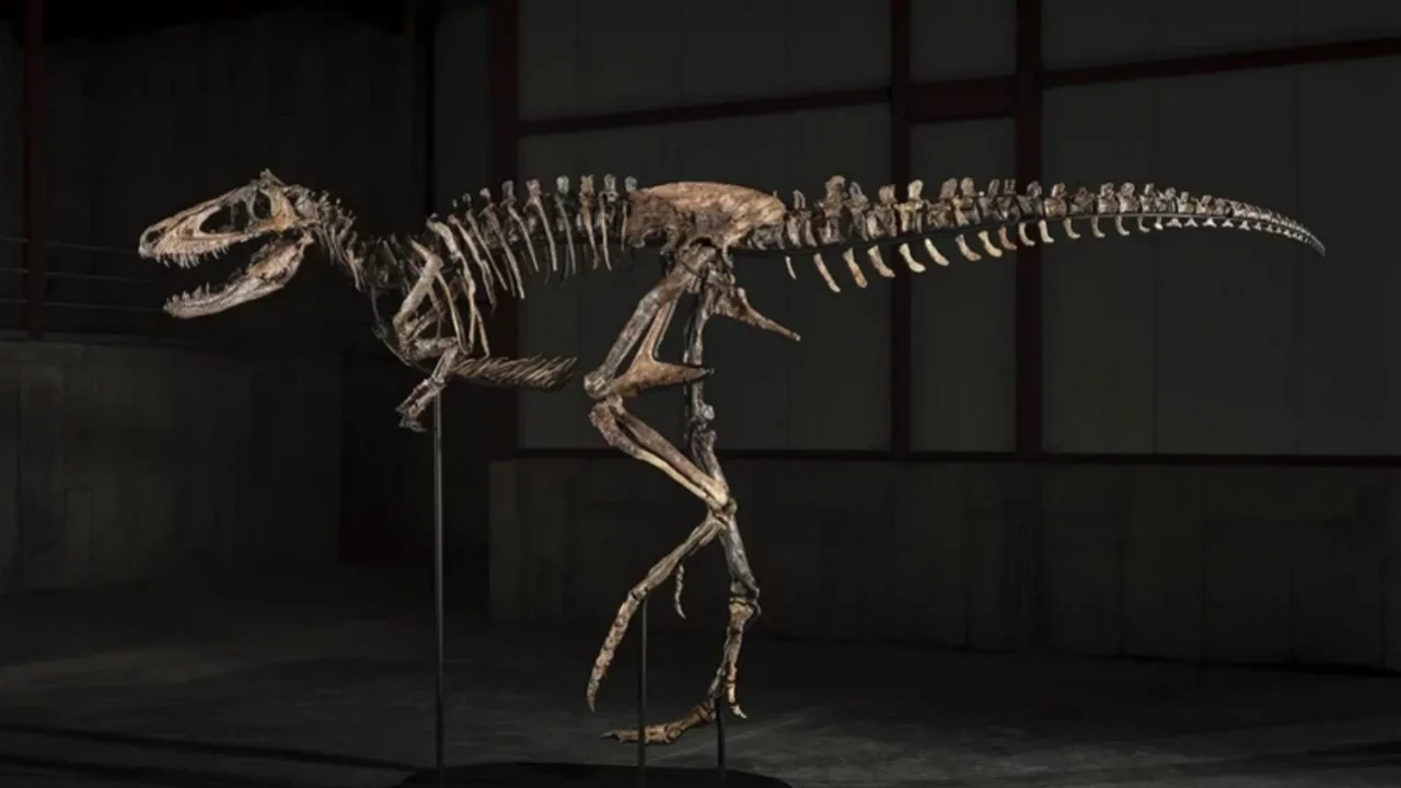 Dinozor fosili a&ccedil;ık artırmada rekor kırdı! Fiyatı dudak u&ccedil;uklatıyor