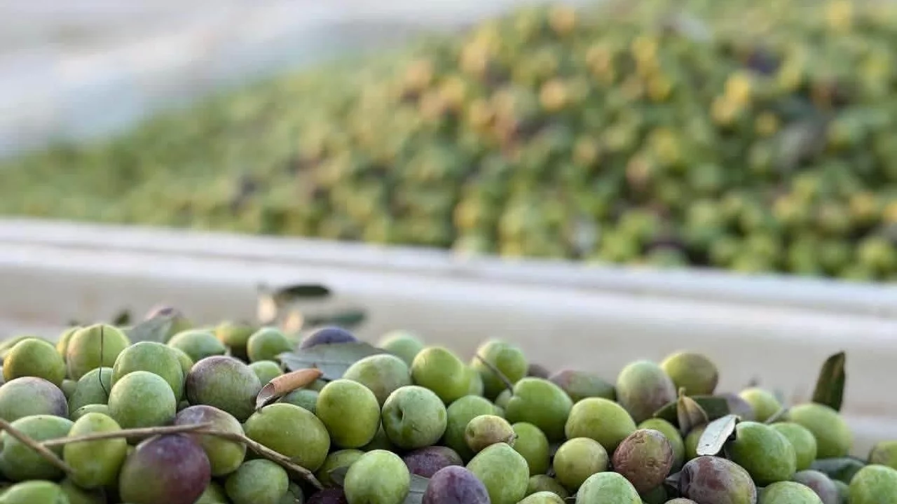 Bursa'nın iki zeytin il&ccedil;esinde hesaplar tutmadı! 1 ton zeytinde 23 bin liralık fark