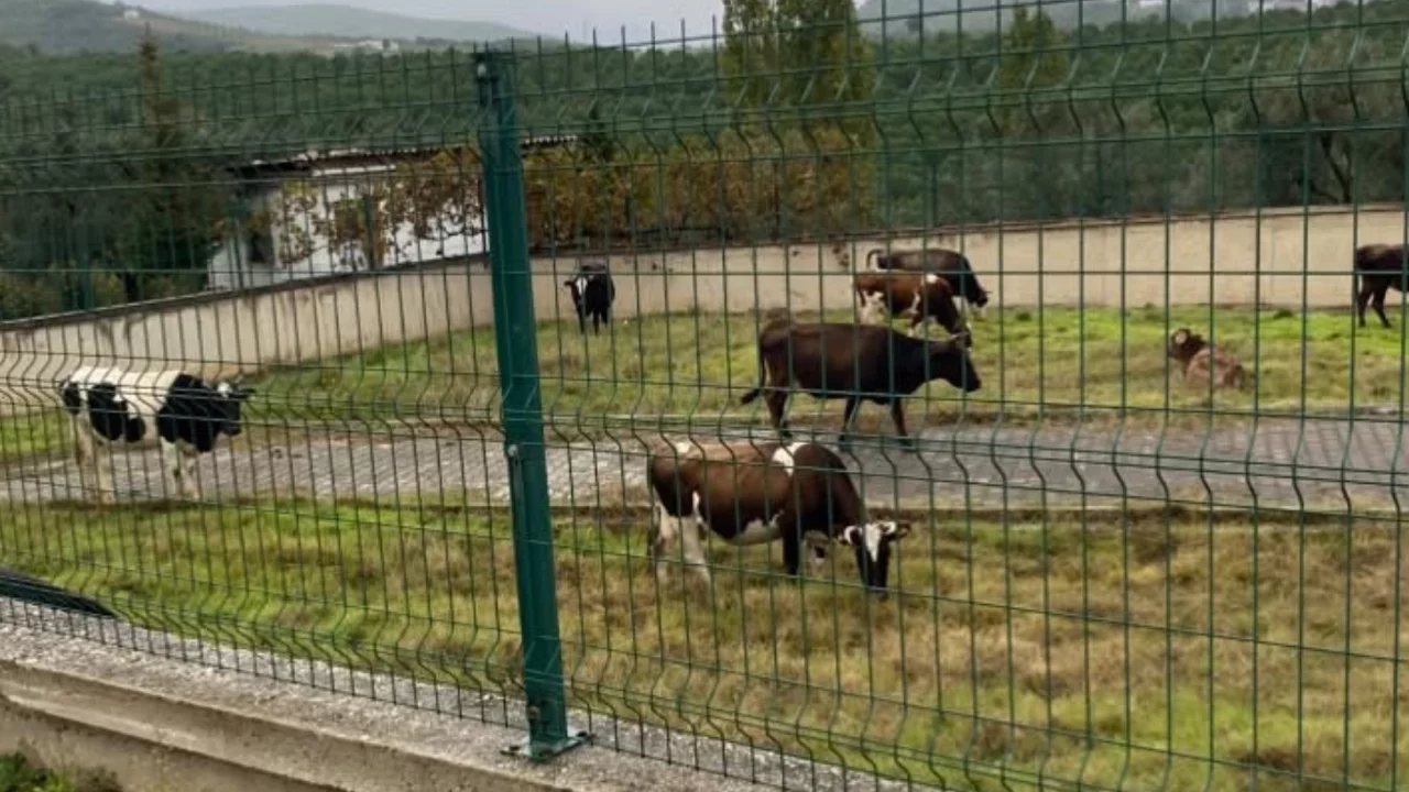 Bursa'da yeni mezarlıkta pes dedirten g&ouml;r&uuml;nt&uuml;! Otlatma alanına &ccedil;evirdiler...