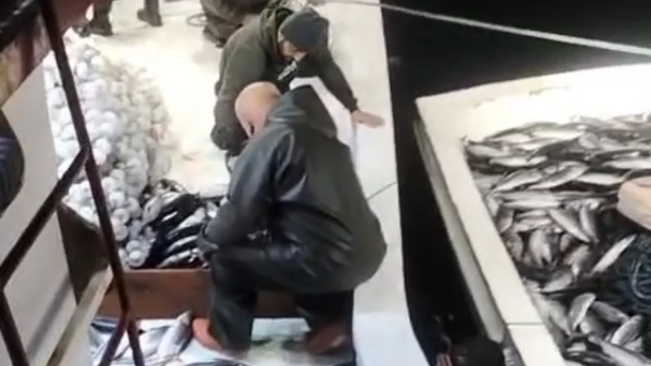 5 bin palamut tekneye sığmadı, yardıma başka tekne geldi