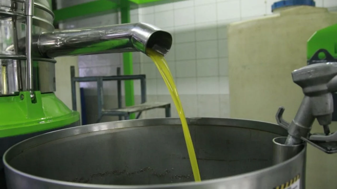 Bursa'da yağlık zeytinin kilogram maliyeti a&ccedil;ıklandı!