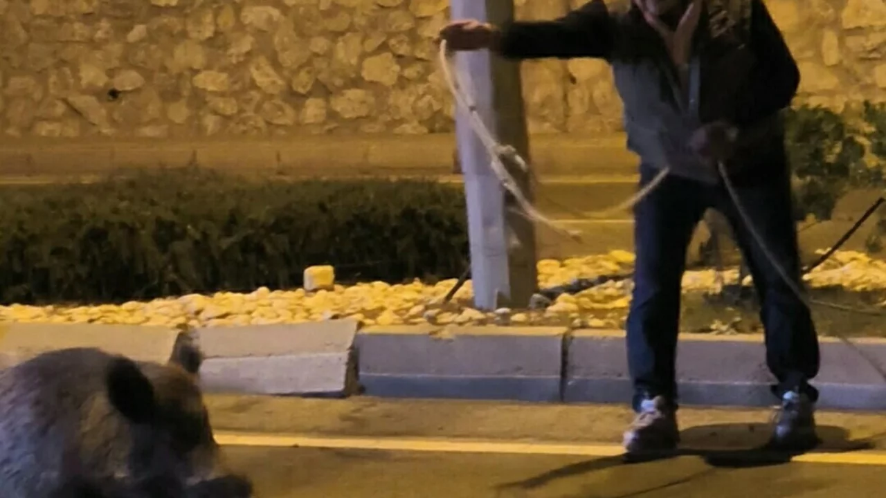 Yaban domuzunu kementle yakalamaya &ccedil;alışana EKODOSD'dan uyarı geldi