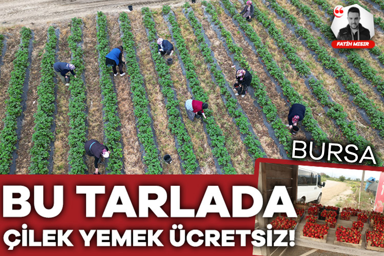 Bursa'da turların düzenlendiği bu tarladan çilek yemek ücretsiz