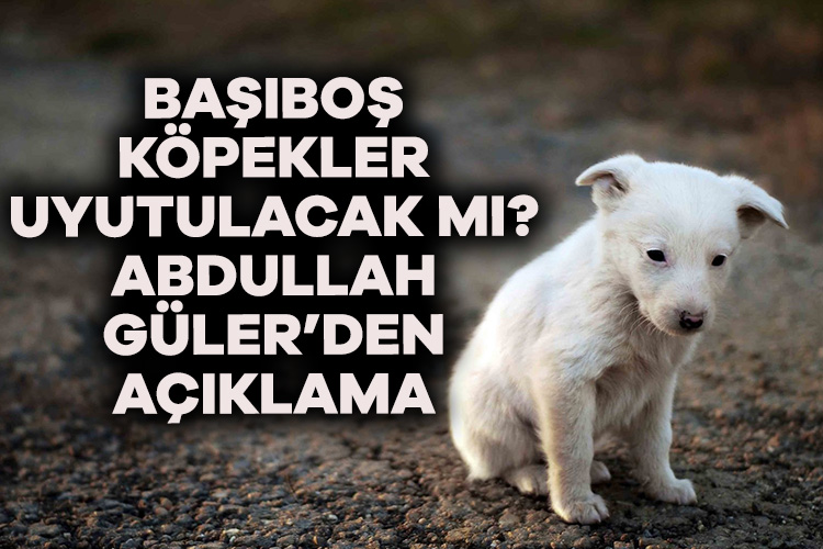 Will stray canines be euthanized?  Statement from AK Party Vice Chairman Güler – Current Affairs
