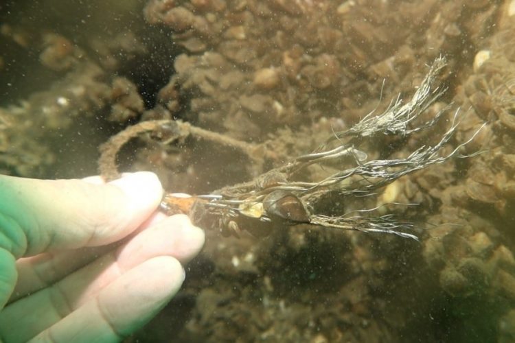 Sapanca Gölü'ne düşen uçağın enkazı 53 yıl sonra yeniden görüntülendi