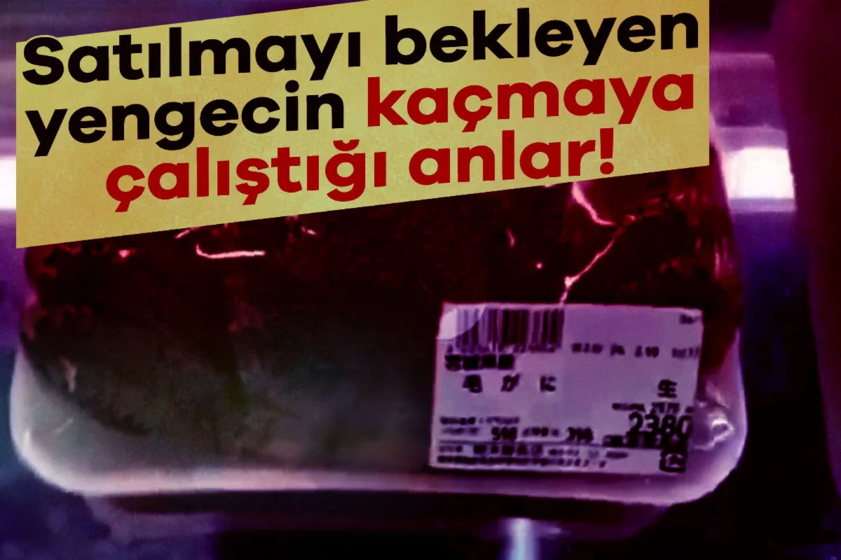 Satılmayı bekleyen yengecin kaçmaya çalıştığı anlar!