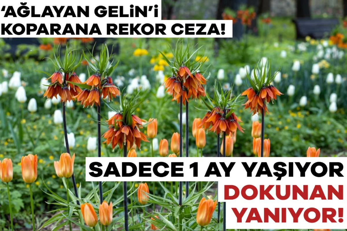 'Ağlayan gelin' olarak biliniyor! Bir aylık ömrü olan bu çiçeği koparmanın cezası 700 bin lira