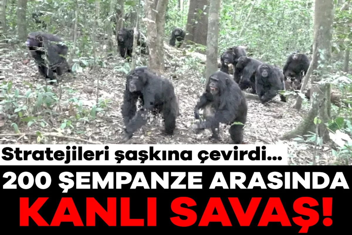 200 şempanze arasında kanlı savaş: 24 ölü, stratejileri şaşkına çevirdi...