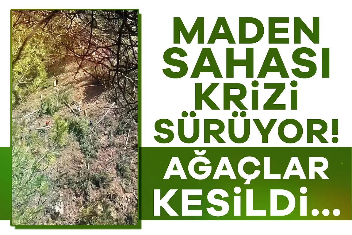 Maden sahası krizi sürüyor! Ağaçlar kesildi...