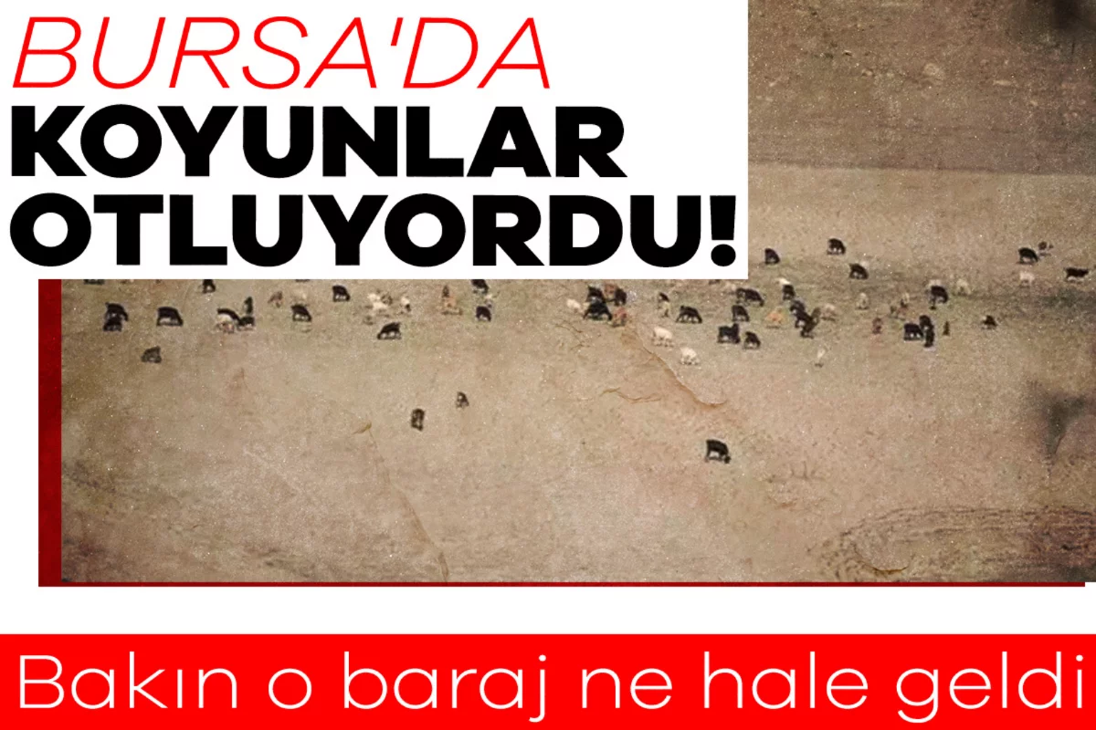 Bursa'da koyunlar otluyordu! Bakın o baraj ne hale geldi