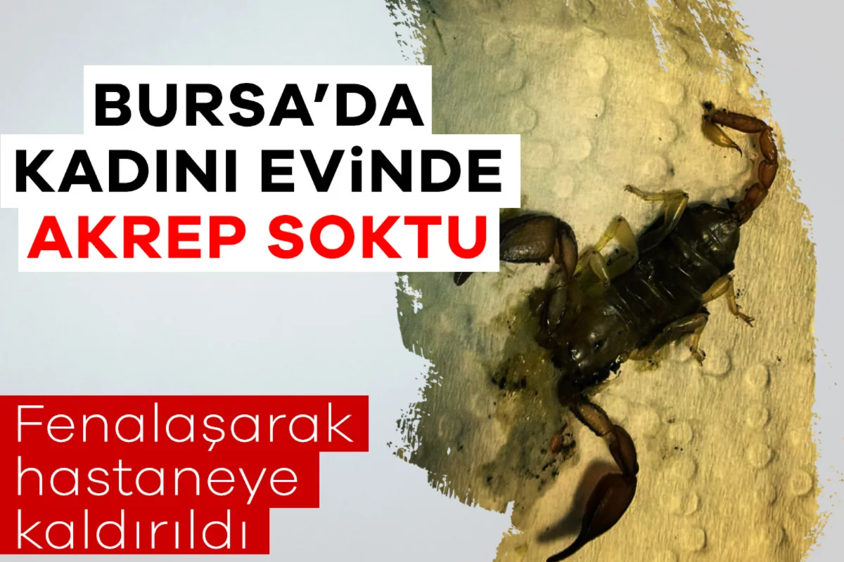 Bursa'da kadını evinde akrep soktu! Fenalaşarak hastaneye kaldırıldı...