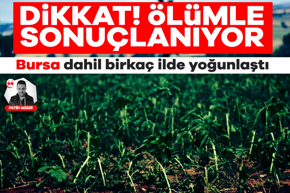 Bursa dahil birkaç ilde yoğunlaştı! Dikkat ölümle sonuçlanıyor...