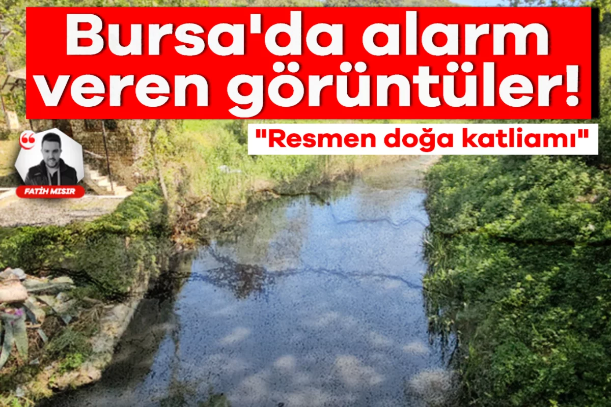 Bursa'da alarm veren görüntüler! "Resmen doğa katliamı"