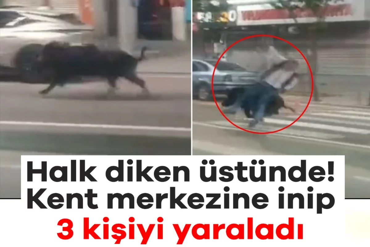 Halk diken üstünde! Kent merkezine inip 3 kişiyi yaraladı