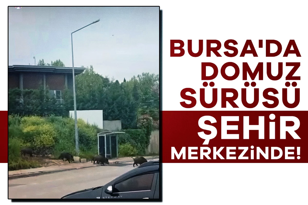 Bursa'da domuz sürüsü şehir merkezinde!