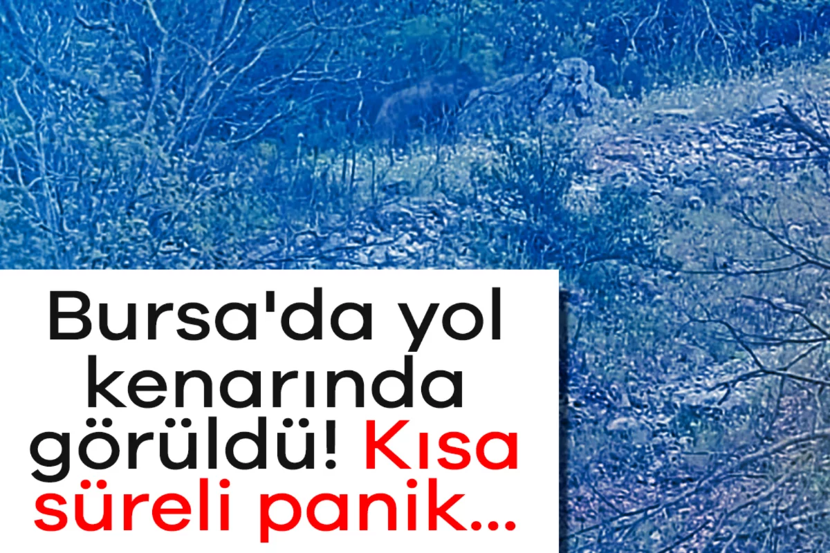 Bursa'da yol kenarında görüldü! Kısa süreli panik...