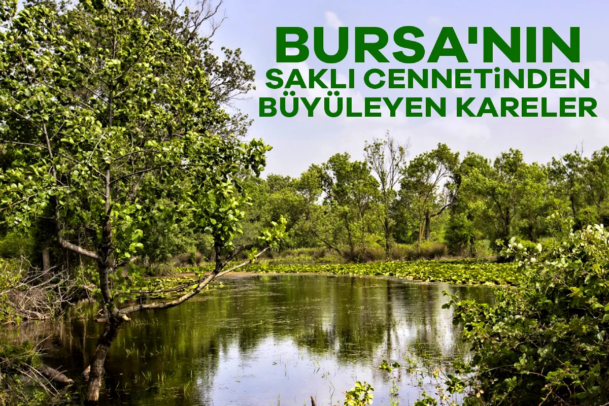 Bursa'nın saklı cenneti Karacabey Longozu'ndan büyüleyen kareler