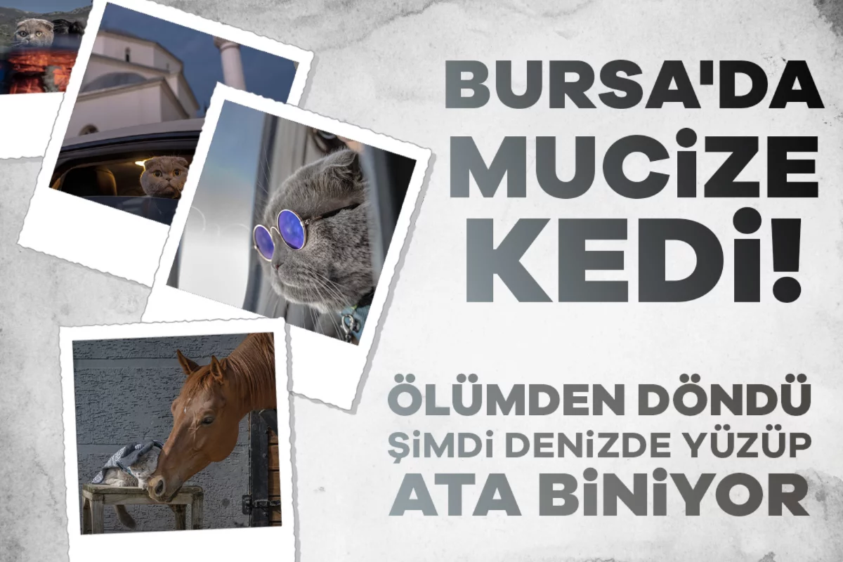 Bursa'da mucize kedi! Ölümden döndü, şimdi denizde yüzüyor...