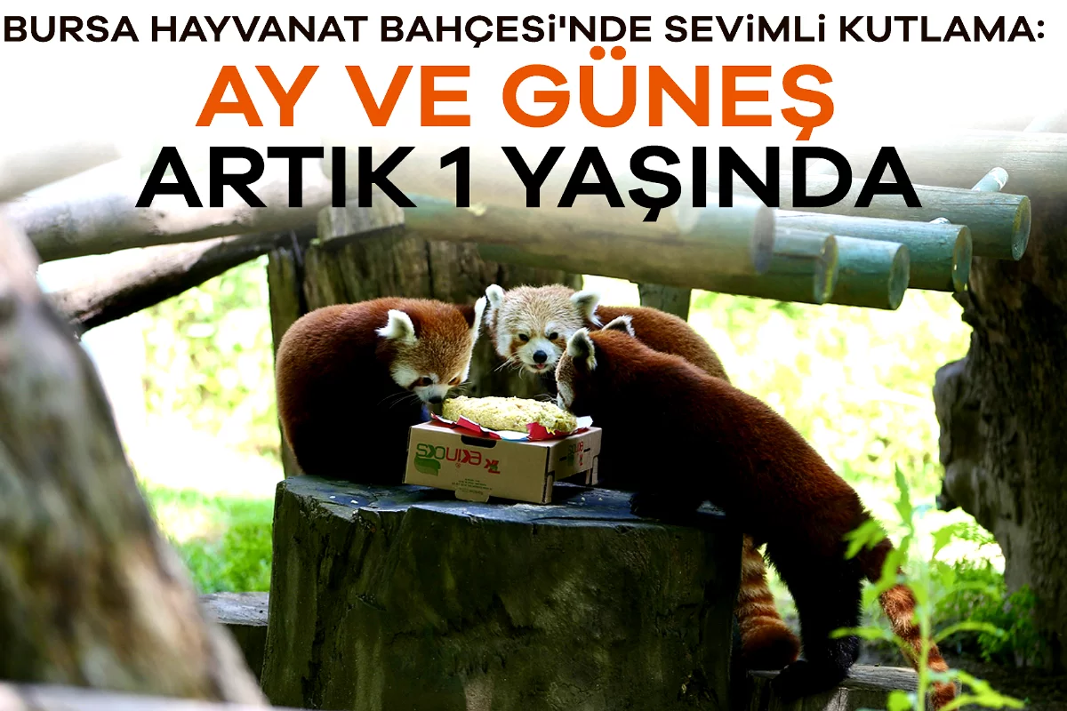 Bursa Hayvanat Bahçesi'nde sevimli kutlama: Ay ve Güneş Artık 1 Yaşında