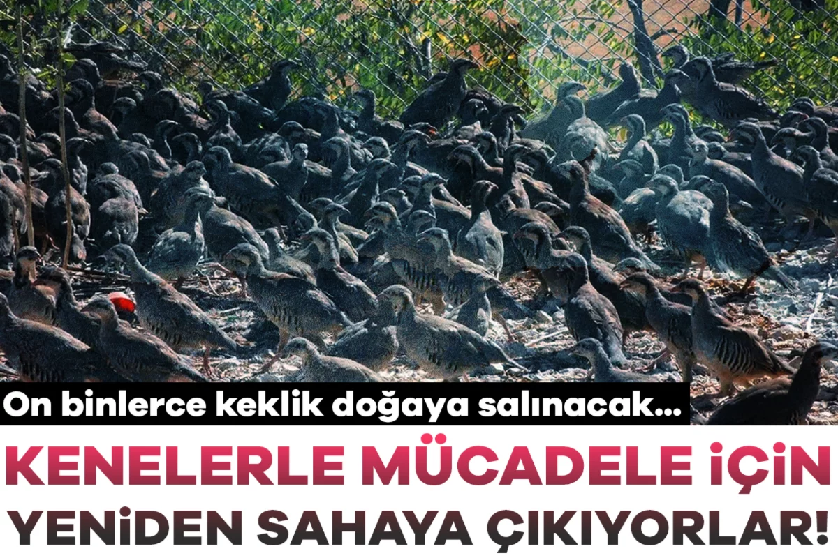 Kene tehdidine karşı hamle! On binlerce keklik doğaya salınacak...