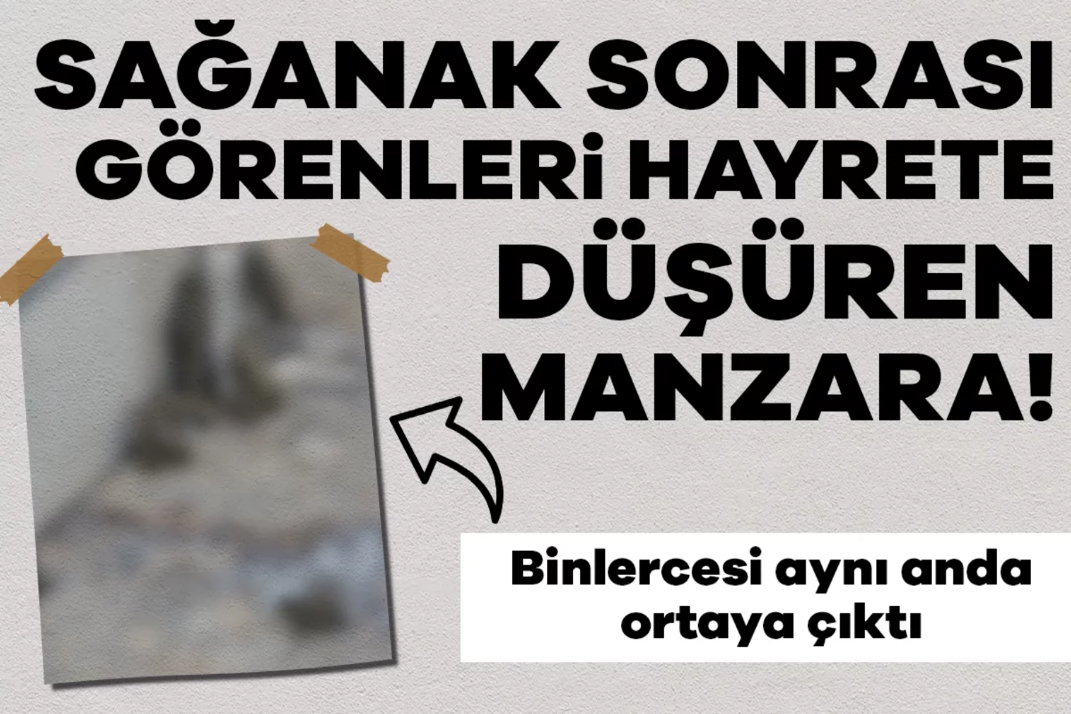 Sağanak sonrası görenleri hayrete düşüren manzara! Binlercesi aynı anda ortaya çıktı