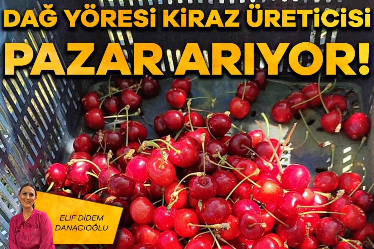 Elif Didem Danacıoğlu; Dağ yöresi kiraz üreticisi pazar arıyor!