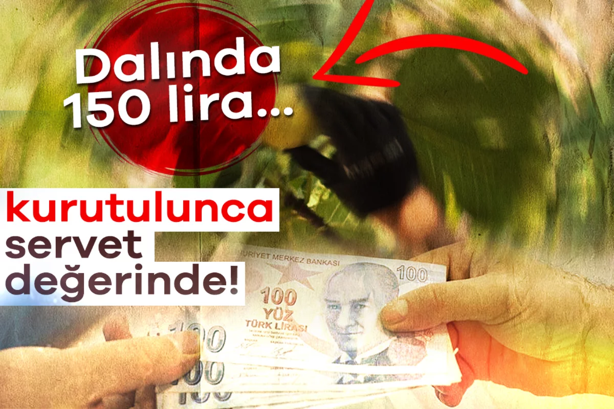 Dalında 150 lira, kurutulunca servet değerinde!