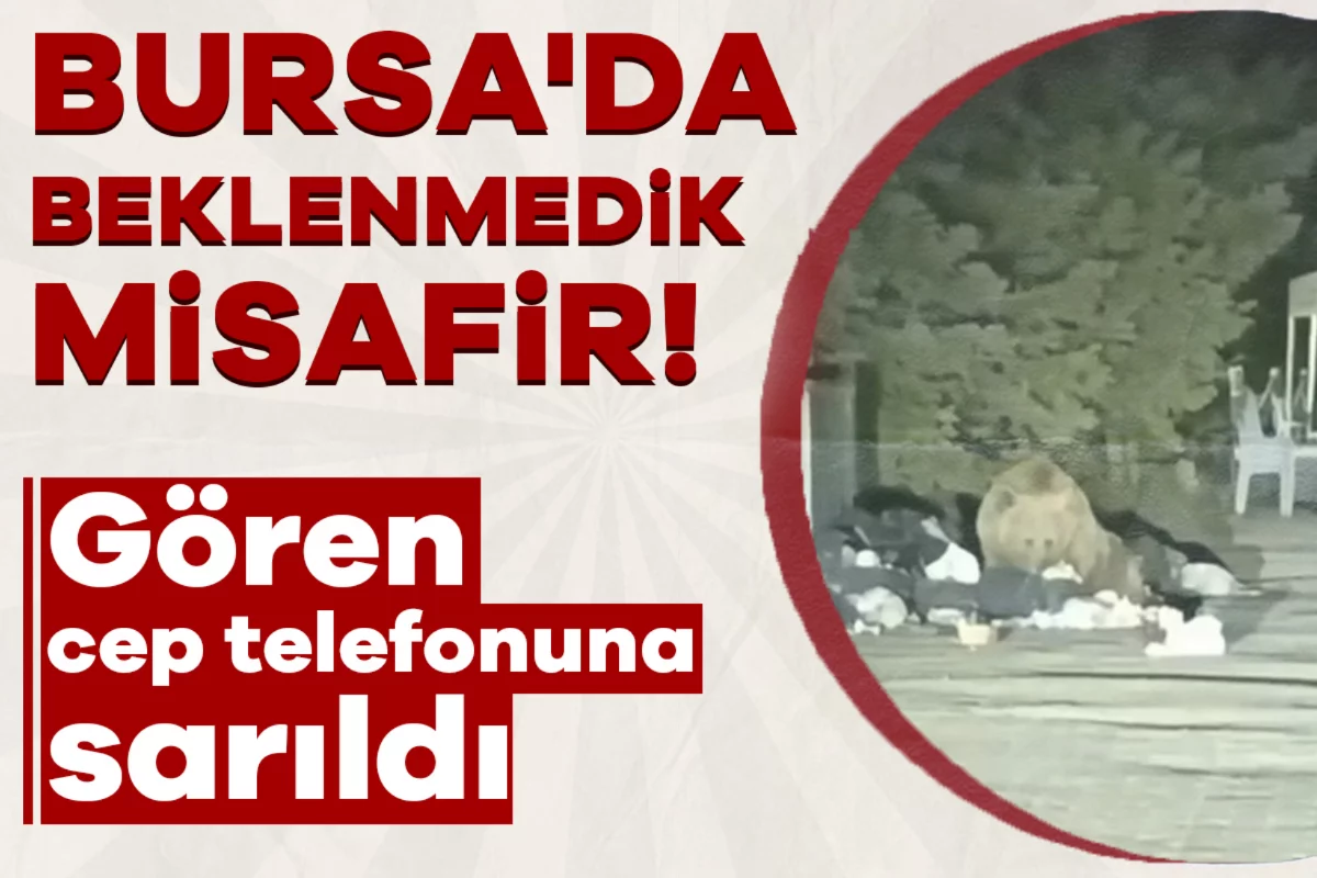 Bursa'da beklenmedik misafir! Gören cep telefonuna sarıldı