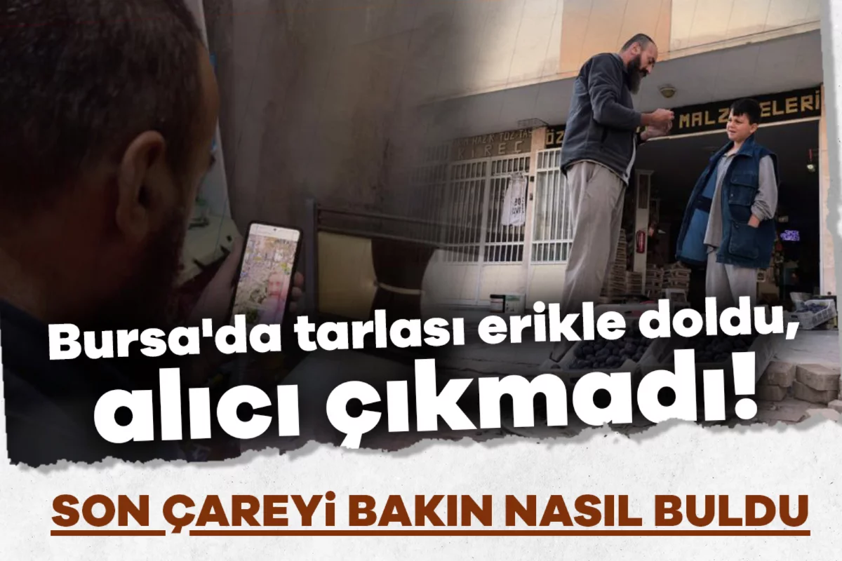 Bursa'da tarlası erikle doldu, alıcı çıkmadı! Son çareyi bakın nasıl buldu