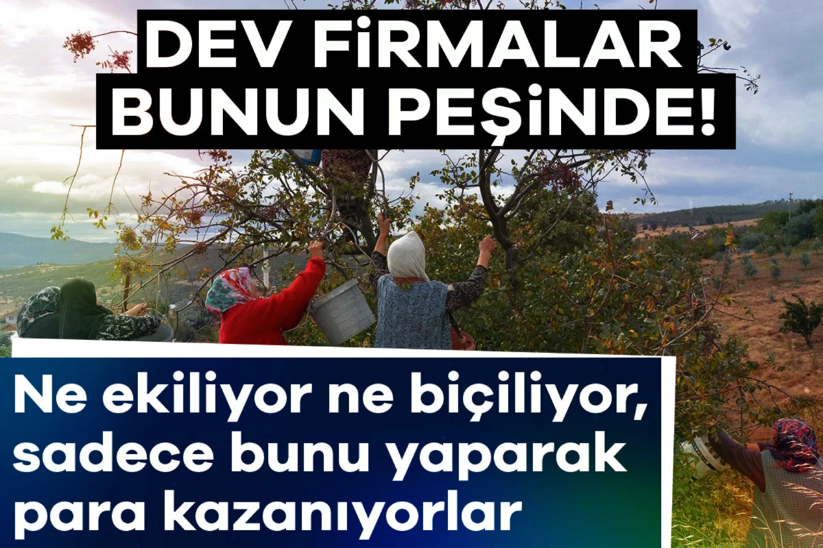 Dev firmalar bunun peşinde! Ne ekiliyor ne biçiliyor, sadece bunu yaparak para kazanıyorlar