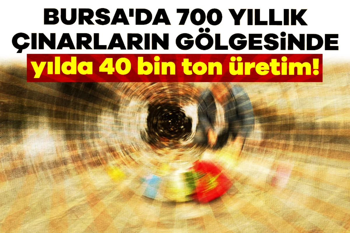 Bursa'da 700 yıllık çınarların gölgesinde yılda 40 bin ton üretim!