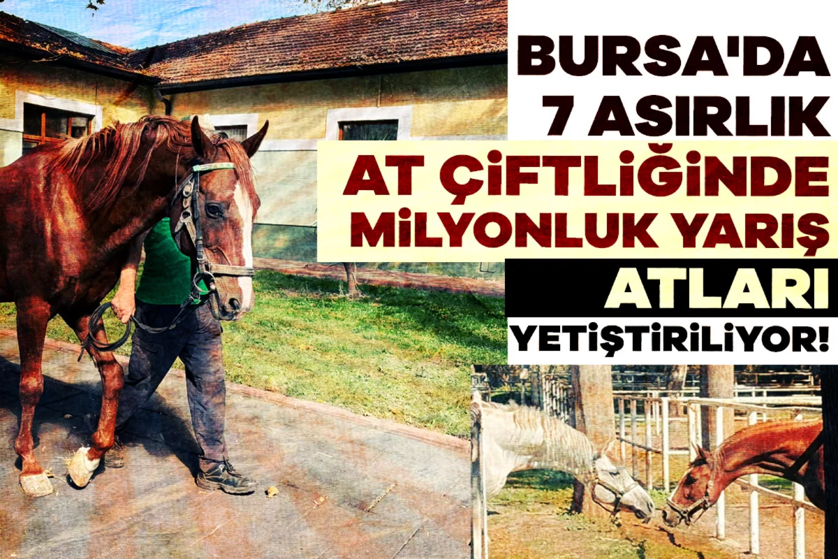 Bursa'da 7 asırlık at çiftliğinde milyonluk yarış atları yetiştiriliyor!