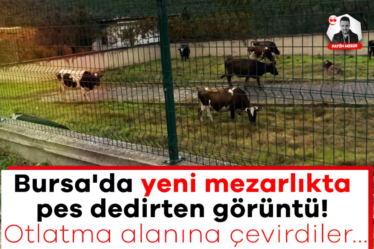 Bursa'da yeni mezarlıkta pes dedirten görüntü! Otlatma alanına çevirdiler...