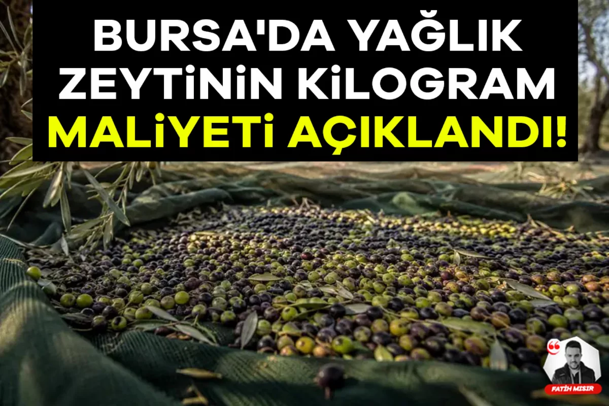 Bursa'da yağlık zeytinin kilogram maliyeti açıklandı!