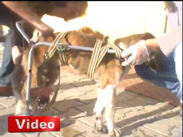 Felçli köpeğe tekerlekli sandalye