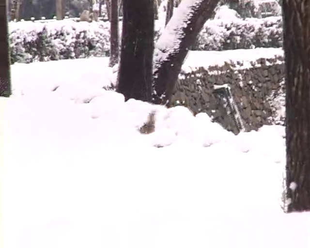 Karda aç kalan kuşlar hayvanat bahçesine akın etti