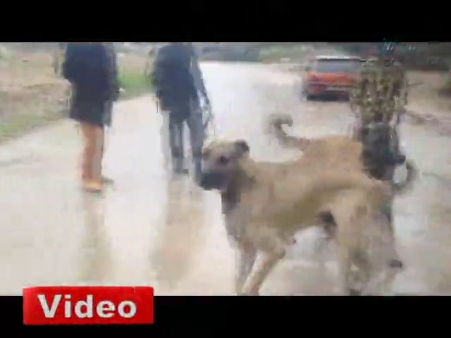 Antalya'da köpek dövüşü vahşeti!