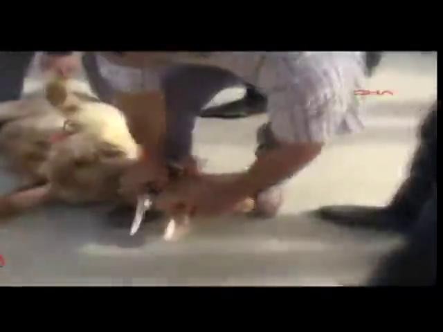 Muammer Güler için 29 kurban kesildi